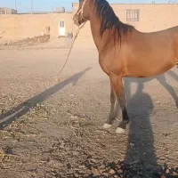 اسب|اسب و تجهیزات اسب‌سواری|مرودشت, رودبال|دیوار