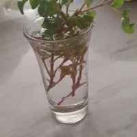 قلمه گل زیبا