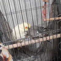 عروس هلندی|پرنده|اقبالیه, |دیوار