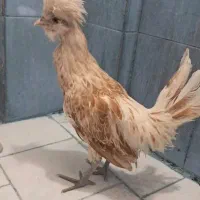 مرغ محلی کاکلی نژاد دار