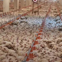 استخدام کارگر مرغداری گوشتی