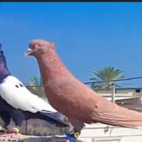 کبوتر رنگی بوم  داشت عکس بفرسته