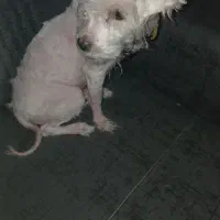 شیتزو مالتیز واکسیناسیون شده دختره نژاد شیتزو تریر