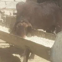 چپش و بز و کهره فروشی