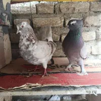 کبوتر پرشی جفتی ۶۰۰ هزار تومان|پرنده|بندر ترکمن, |دیوار