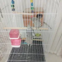 عروس هلندی|پرنده|نسیمشهر, |دیوار