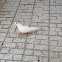 یک جفت کبوتر نر و ماده|پرنده|مشهد, گلبرگ شمالی|دیوار
