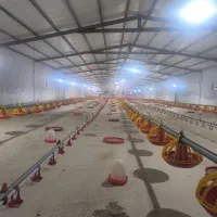 کارکن ماهر مرغداری
