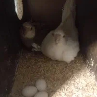 جفت های مولدعروس هلندی آلبینو ولوتینو با تخم وجوجه