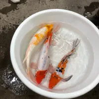 کوی ژاپنی|ماهی|رشت, دیلمان|دیوار