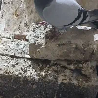 ۸عدد کبوتر پرشی|پرنده|گلبهار, نوبهار|دیوار