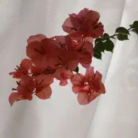 گل کاغذی قرمز