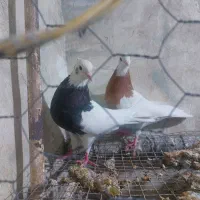 جفت ماده درجه یک سو طوق زرد خال سیاه