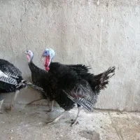 بوقلمون برنز محلی همراه تخم بوقلمون کاملا خانگی