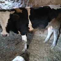 دوعدد جوانه|حیوانات مزرعه|سبزوار, توحیدشهر|دیوار