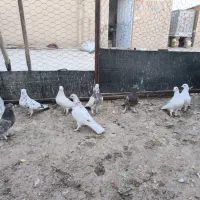 کبوتر|پرنده|اردکان, |دیوار