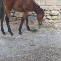 مادیون 5 ماهه|حیوانات مزرعه|سیلوانه, |دیوار