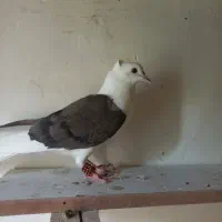 فروش کبوتر دو کت هفت رنگ نر و دوکت سرخ|پرنده|شوشتر, |دیوار