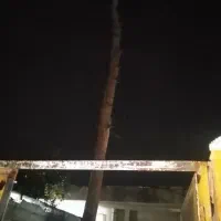 برش چوب حرص درخت