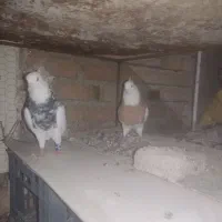 طوقی|پرنده|آبدانان, |دیوار