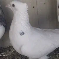 کفتر پشت هفت رنگ