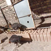 مرغ لاری دانگ بالا|حیوانات مزرعه|تربت جام, بوستان وحدت|دیوار