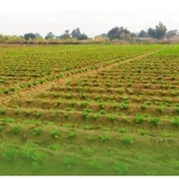 جذب سرمایه  برای کشت صیفی جات