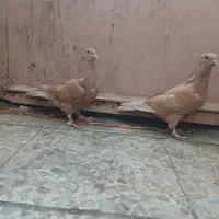 یه جفت جوجه زردی