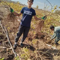 فروش نهال انگور تضمینی با مشاوره رایگان