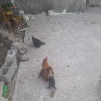 فروشه ۳ عدد مرغ و خروس|حیوانات مزرعه|دهدشت, |دیوار