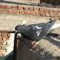 پرنده|پرنده|زاهدان, |دیوار