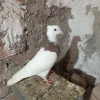 فروش کبوتر طوقی وپرستویی|پرنده|نکا, |دیوار