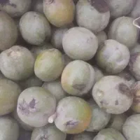 اجاره-با-غ-گردو