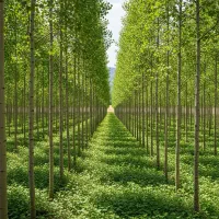 فرصــت طلایی سرمایه‌گـذاری با نهـال صنـوبر|خدمات باغبانی و درختکاری|شیراز, وصال|دیوار