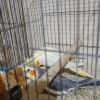 جفت عروس مولد با جوجه|پرنده|اهواز, دانشگاه چمران|دیوار