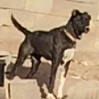 ماده سگ افغان