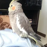 عروس هلندی ماده با قفس|پرنده|بندر انزلی, متروپل|دیوار