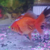 ماهی گلدفیش