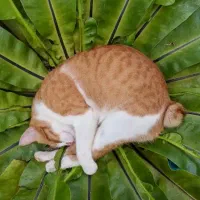 ریموت استیل میت