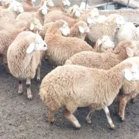 فروش بره نر چاق سرک دار و معاوضه با بره نر لاغر