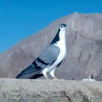 نر بدرنگ به شرط عکس گویای همه چیزش هست