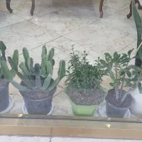 مقداری گل آپارتمانی|گل و گیاه طبیعی|شهریار, شهریار|دیوار