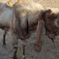 بز نر نسل دار|حیوانات مزرعه|هامون, |دیوار