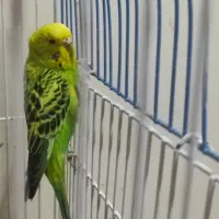 مرغ عشق ماده