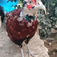 مرغ.و خروس