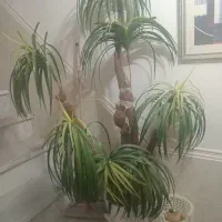 درخچه باگلدان