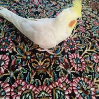 عروس هلندی نر بالغ|پرنده|رفسنجان, |دیوار