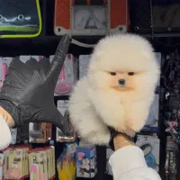 سگ جیبی|سگ|اصفهان, شاهد|دیوار