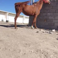 مادیان عرب ترکیه