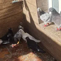 تعدادی کفتر بیرونی رنگی بشرط|پرنده|شیراز, ریاستی|دیوار